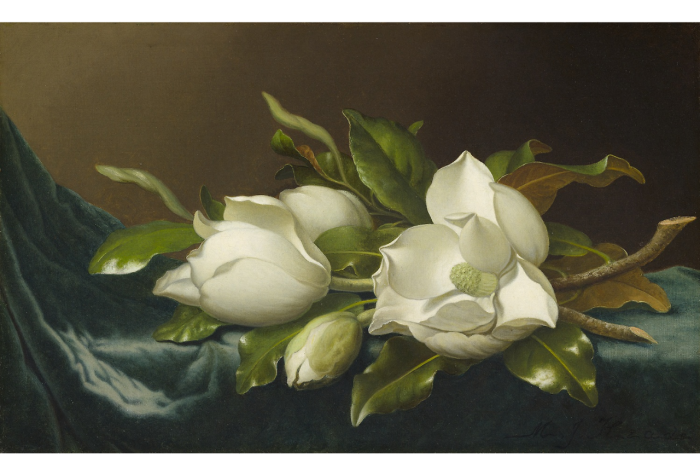 Still life of sensuously detailed painting of four white magnolias lying on blue velvet cloth.